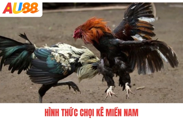 Hình thức chọi kê miền Nam