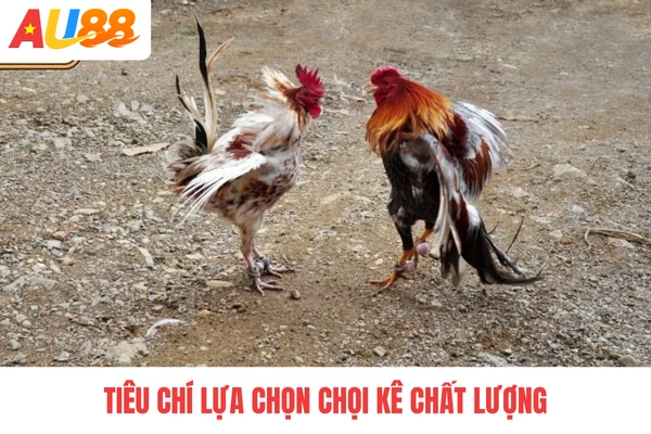 Tiêu chí lựa chọn chọi kê chất lượng